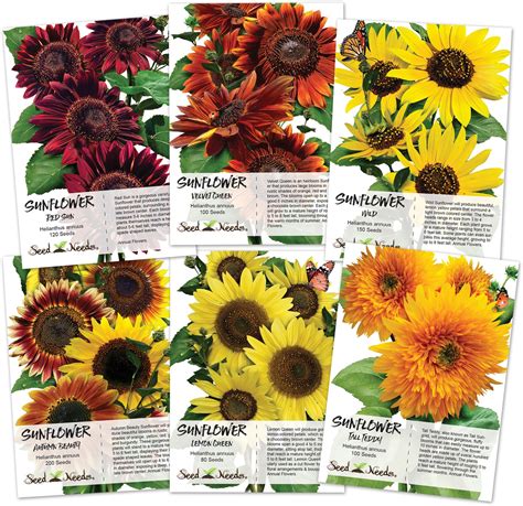 Crazy Sunflower Seed Packet Assortment (6 Individual Seed Packets) Non ...