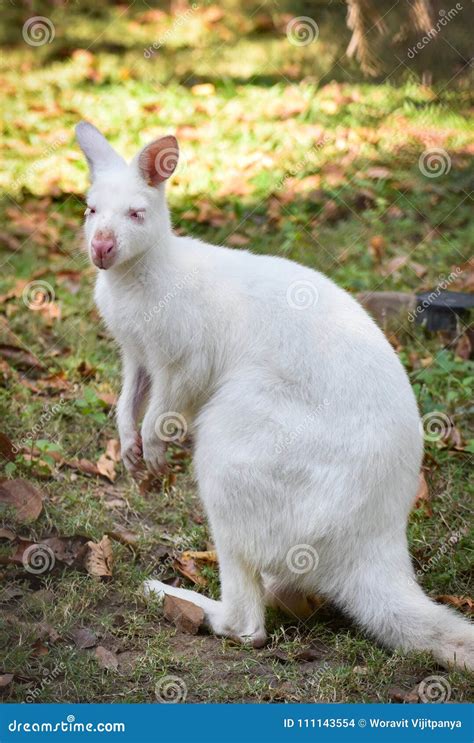 Albino wallaby at zoo stock photo. Image of albino, forest - 111143554