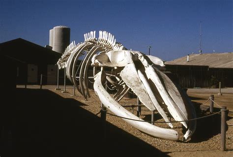 Blue Whale Skeleton - Balaenoptera musculus | Shooting From The Hip Oh Whale, Blue Whale ...