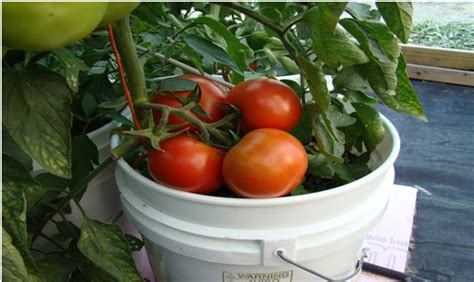 How to Grow Tomatoes in 5 Gallon Buckets - Learn how to