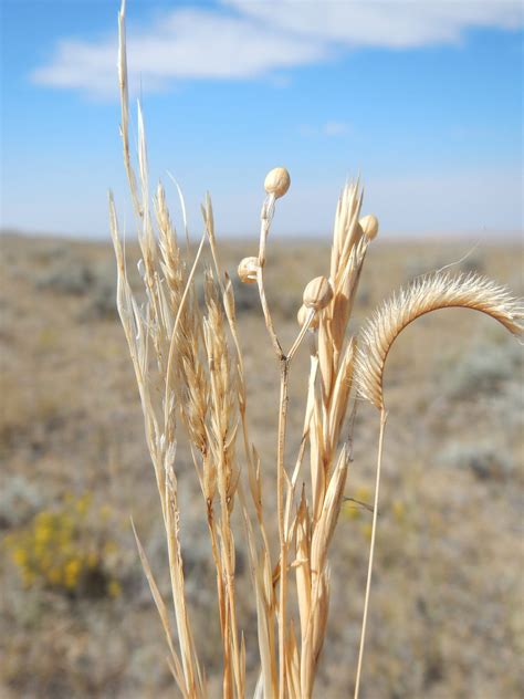 1000 BLUE GRAMA GRASS Gramma Bouteloua Gracilis Flower Mosquito Grass Seeds