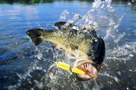 Largemouth Bass Fishing Tips