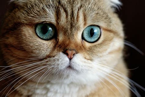 Download Animal Cat 4k Ultra HD Wallpaper