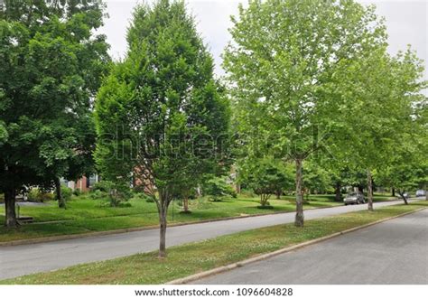 387 Median Strip Street Images, Stock Photos & Vectors | Shutterstock