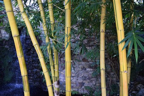 Bamboo Plant Food - What’s the best fertilizer?