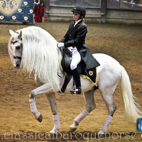 Piaffe Andalusian dressage. | Equestrian dressage, Dressage horses ...