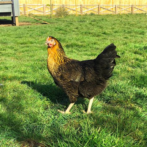 Quality Hybrid Chickens For Sale Uk – UK POULTRY