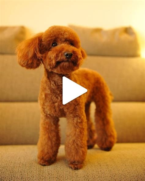 ♥ Cute Animals♥ | Poodle puppy training, Toy poodle haircut teddy bears, Poodle puppy