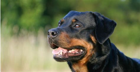 Rottweiler Teeth: Everything You Need to Know - IMP WORLD