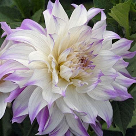 Dahlia 'Ferncliff Illusion' - Rose Cottage Plants