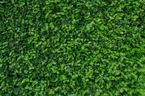 Small green leaves in hedge wall texture background. Closeup green hedge plant in garden. Eco ...