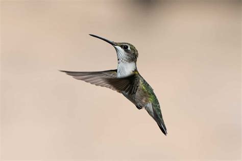 Hummingbird Migration Guide: The World's Tiniest Bird's Lonely and ...