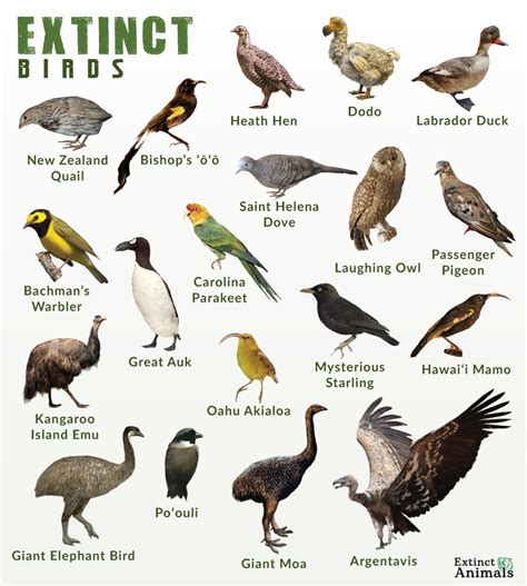 List of Extinct Birds With Pictures