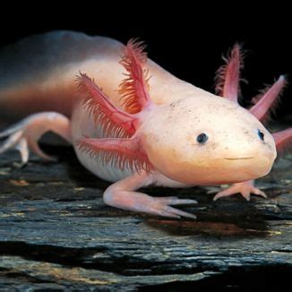 Why Is My Axolotl Not Eating? The Best Foods For An Axolotl