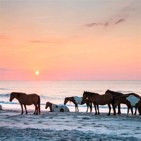 9 things to know before visiting assateague island national seashore – Artofit