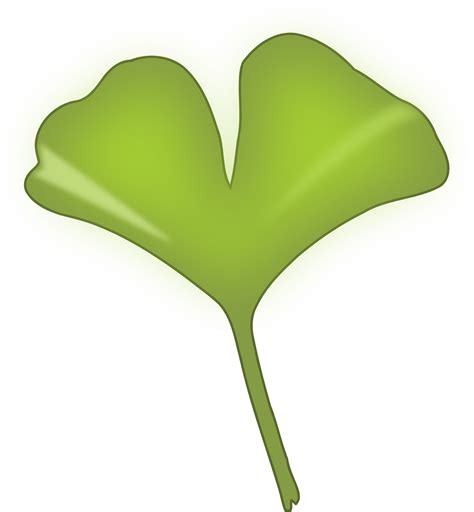 Clipart - ginkgo biloba leaf