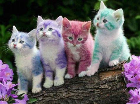 Rainbow-cats - HD Wallpaper