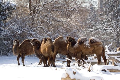 Bactrian Camel - Denver Zoo