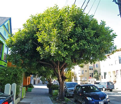 Carob Tree | Friends of the Urban Forest