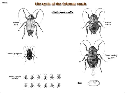 Roaches and their Control - United Exterminating Company - Cherry Hill, NJ