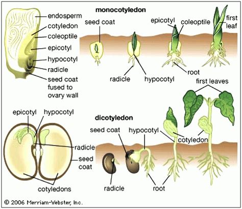 Image result for monocot vs dicot seed germination | Teaching biology ...