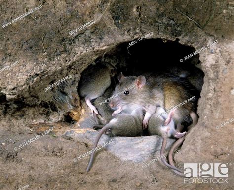 Brown / Common / Norway Rat - at burrow with young (Rattus norvegicus), Stock Photo, Picture And ...