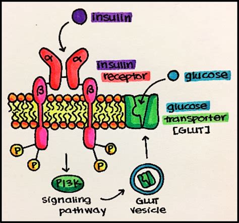 Signal Transduction Pathway Diagram