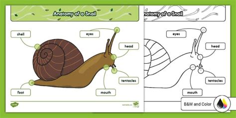 Anatomy of a Snail Poster for K-2nd Grade (Teacher-Made)