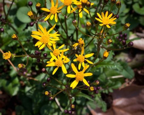 Golden Ragwort: A Wildflower Worthy of Your Piedmont Landscape ...