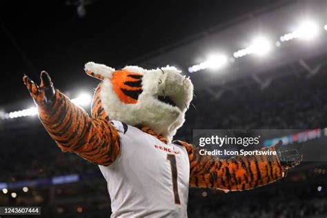 Cincinnati Bengals Mascot Photos and Premium High Res Pictures - Getty ...