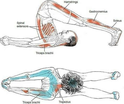 Halasana Anatomy | Yoga anatomy, Iyengar yoga, Easy yoga workouts