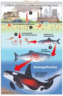 Bioaccumulation and Biomagnification: Increasingly Concentrated ...