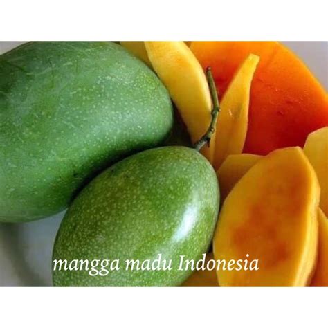 pokok kahwin mangga madu Indonesia | Shopee Malaysia