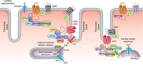 Physiological roles of mammalian transmembrane adenylyl cyclase isoforms | Physiological Reviews