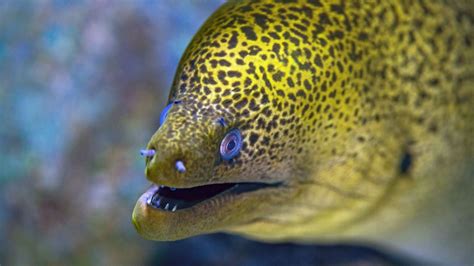 Eel Fact Sheet | Blog | Nature | PBS