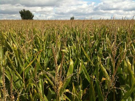 Corn Maze | South of Blair, Nebraska. | Len Edgerly | Flickr