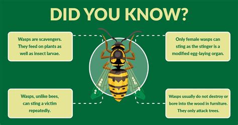 Guide to Wasp Prevention and Treatment in Singapore