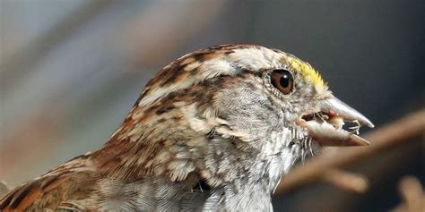 Top 25 Wild Bird Photographs of the Week: Seed Eating Birds – National Geographic Society Newsroom