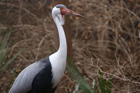 Wattled crane - Zoo Atlanta