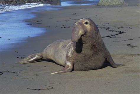 The Endangered Organisms of the Sea: Endangered Species of the Indian Ocean