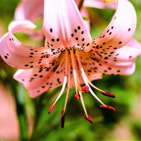 Lovely Pink Tiger Lily Bulbs for Sale Online | Pink Flavour – Iplantbulbs