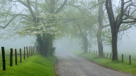 Serene Foggy Roadway: An HD Wallpaper of Nature's Tranquility