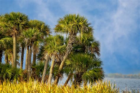 Lowcountry Landscapes – Jim Epper Photography