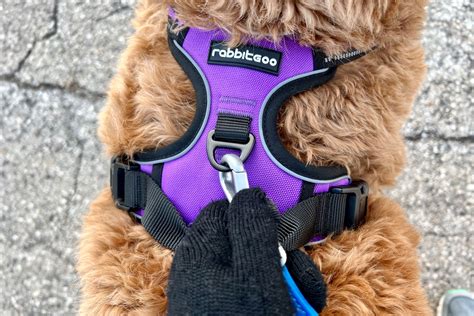 The 10 Best Dog Harnesses of 2024, Tested and Reviewed | by The Spruce Pets