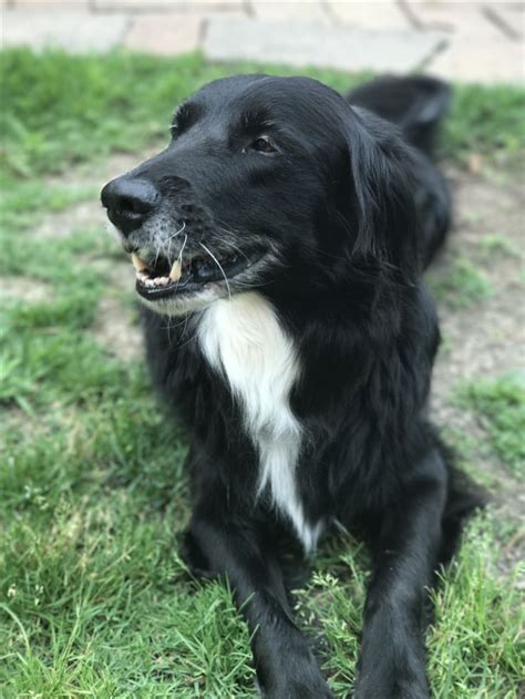 Golden Retriever/Border Collie Mix | Collie mix, Pitbull dog, Golden ...