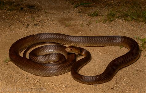 Coastal Taipan (Oxyuranus scutellatus) - a photo on Flickriver