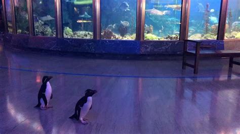 Closed to Humans, Shedd Aquarium Invites Animals on ‘Field Trips’ – NBC Chicago