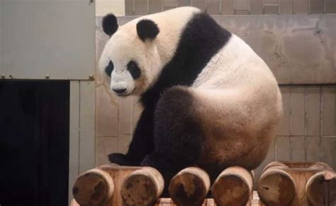 Giant Panda Gives Birth To Twins At Record 23 Years Old