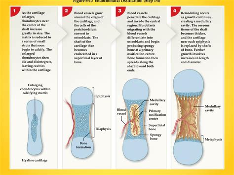 Steps Of Endochondral Ossification