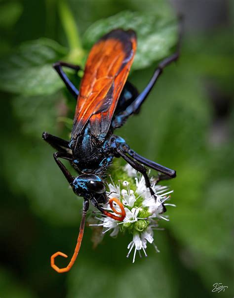 Tarantula Hawk Wasp 5 Photograph by Endre Balogh